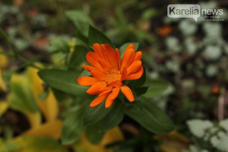 Ждать ли аномального тепла и когда выпадет снег: синоптики Карелии дали прогноз на ноябрь