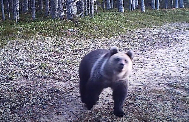 На севере Карелии медведь охотно позировал на камеру