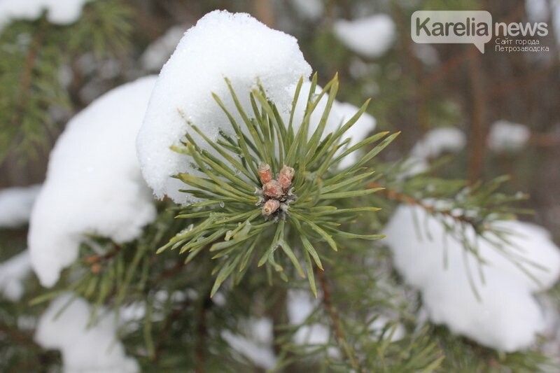 Ночью до -19°С: прогноз погоды на 28 декабря