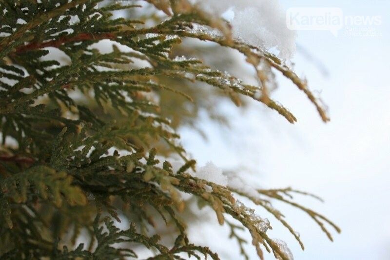 Объявлено штормовое предупреждение: в двух районах Карелии ожидается очень сильный снегопад