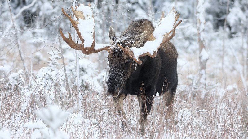 В Карелии завершился сезон охоты на лося