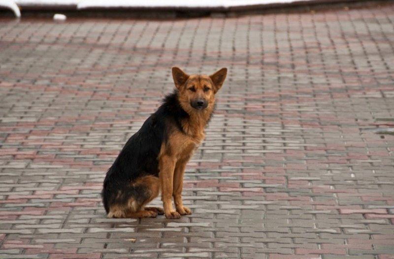 Петрозаводская администрация заключила контракт на вылов более 50 собак