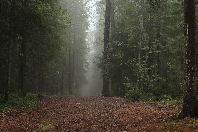 В Карелии утвердили план тушения лесных пожаров в 2022 году