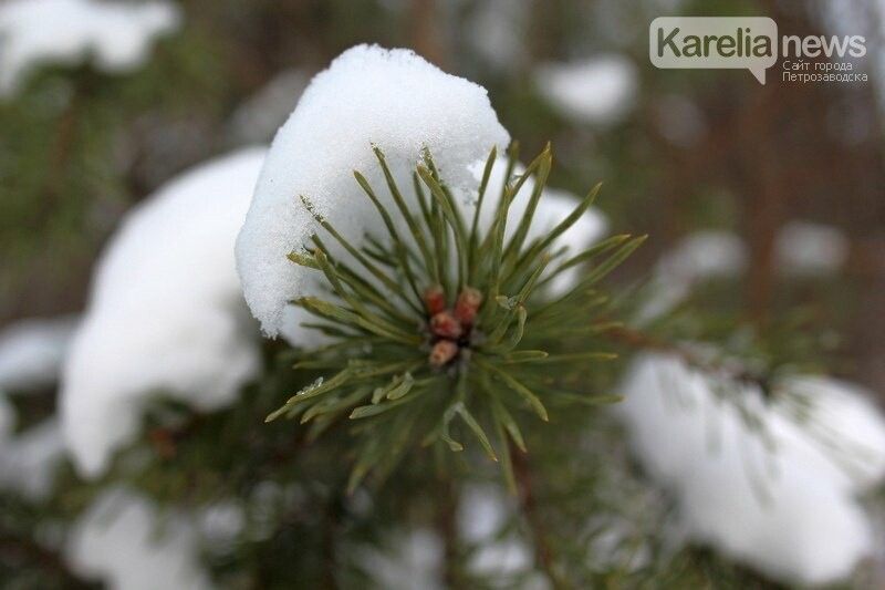 МЧС Карелии выпустило экстренное предупреждение о сильном снегопаде