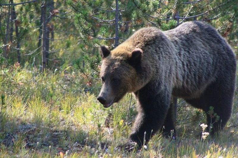 Объявлены сроки весенней охоты на медведя в Карелии